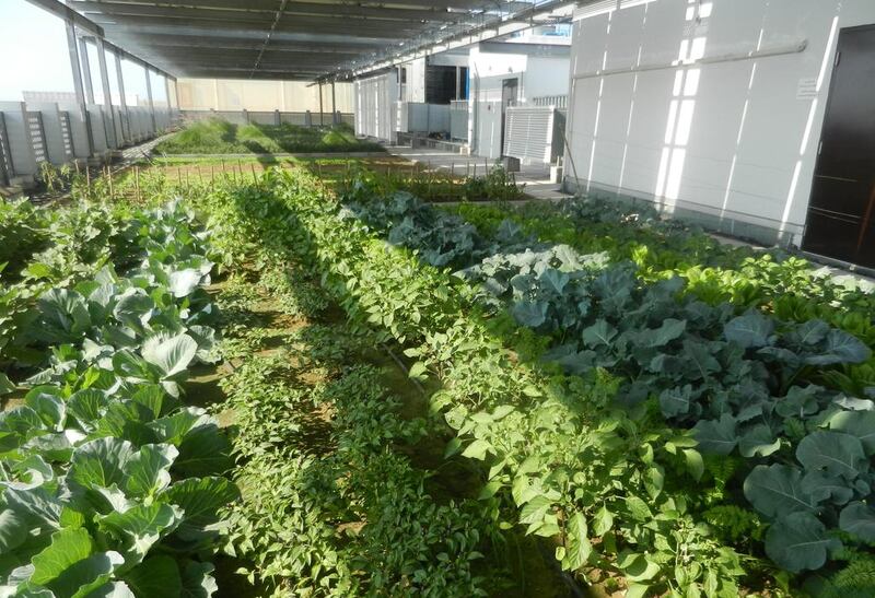 Dewa’s garden in Al Quoz, above, has a plot with more than 400 vegetables. Courtesy Dewa