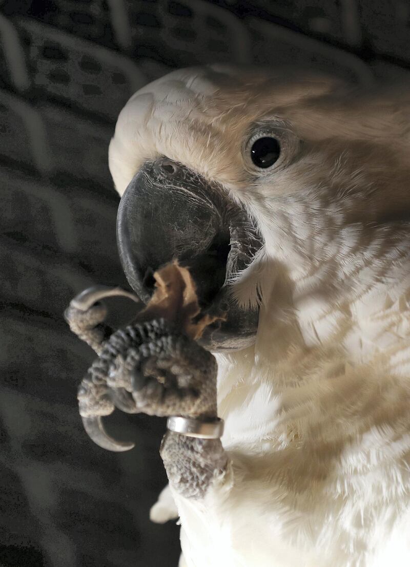 Dubai, United Arab Emirates - July 03, 2019: Umbrella cockatoo. The Walkabout. The Green Planet for Weekender. Wednesday the 3rd of July 2019. City Walk, Dubai. Chris Whiteoak / The National