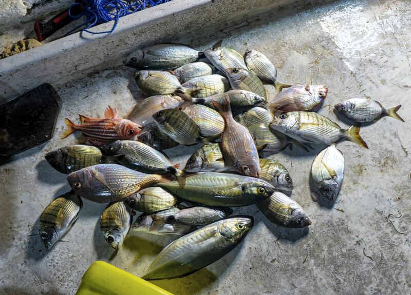 Fishermen at work on Tuesday, 15 Sep 2020, off the coast of Byblos , Lebanon. (Matt Kynaston)