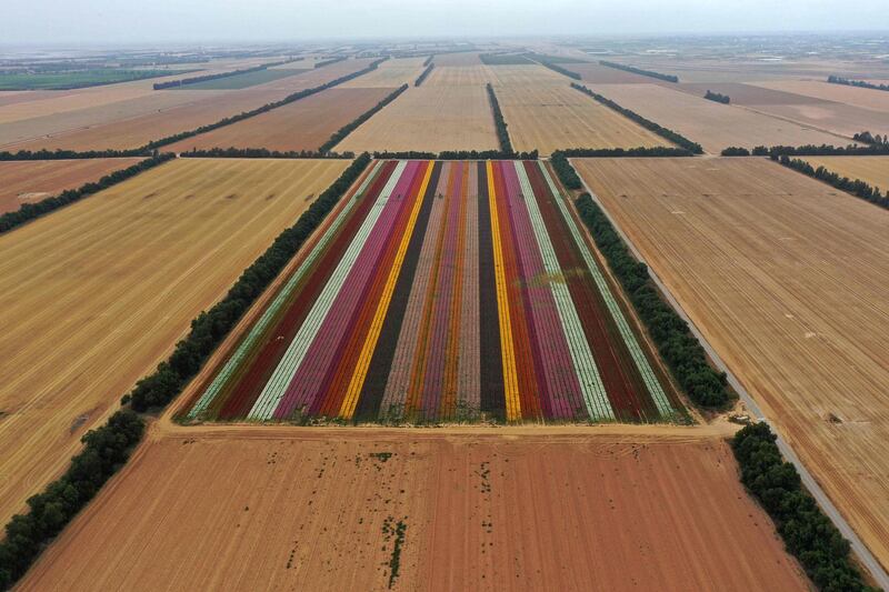 An aerial view of a field of ranunculus flowers in the southern Israeli kibbutz of Nir Yitzhak, located by the Israel-Gaza Strip border. AFP