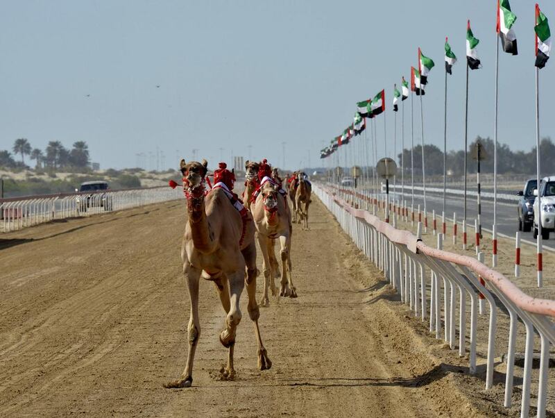 Camels race during the finals of the Sheikh Zayed Camel Races Festival in Al Wathba, Abu Dhabi.