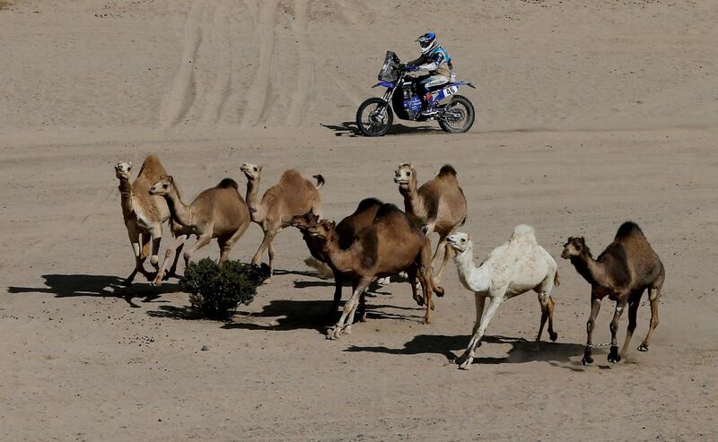 Paco Gomez's Mauricio Javier Gomez rides past a camel herd during Stage 2 of the Dakar Rally on Monday, January 6. Reuters