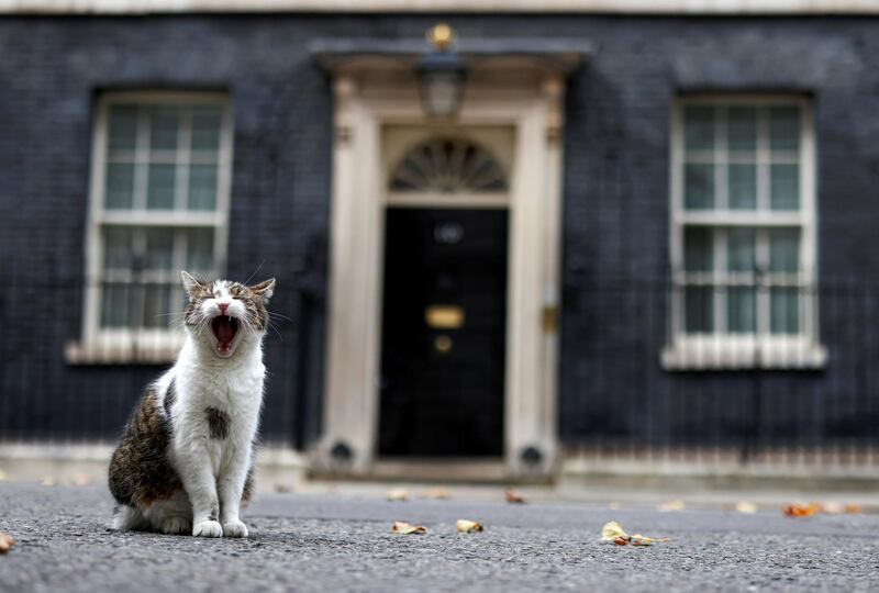 Larry the Cat yawns outside Downing Street in London, Britain. Reuters