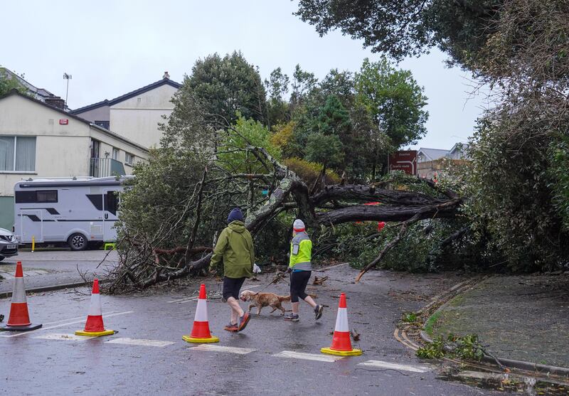 A tree brought down by Storm Ciaran overnight blocks a road in Falmouth, Cornwall. Getty Images