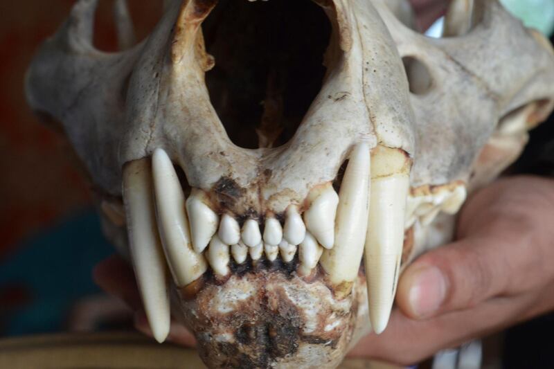 A tiger skull was seized by Indian law enforcement authorities at the border with Bhutan in June 2015. WTI via AP