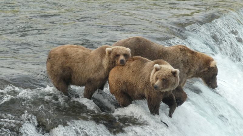 Brown bear cub 128, front, stands by a river fattening up before hibernation at Katmai National Park and Preserve in Alaska. Reuters