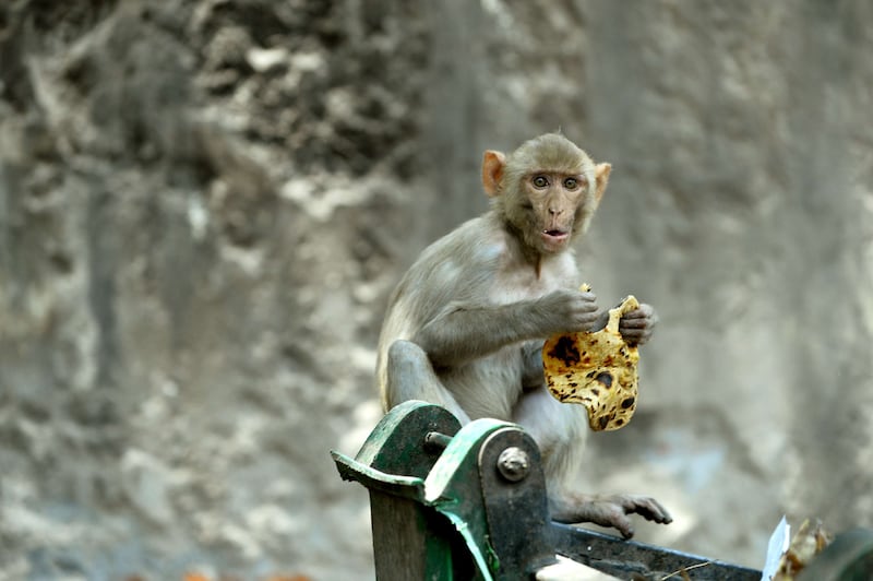A monkey eats a chapati from a garbage bin in New Delhi. AFP