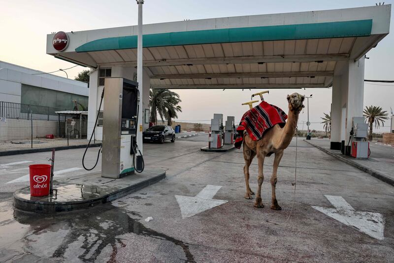 A camel makes a pit stop at a fuel station in the occupied West Bank near the Palestinian city of Jericho.