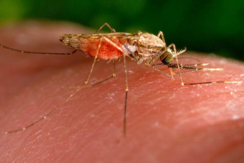 The Anopheles gambiae mosquito is a known vector for malaria. AP