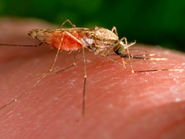 Worryingly, the World Health Organisation this week said that progress in reducing the mosquito-borne disease has 'ground to a standstill'. AP