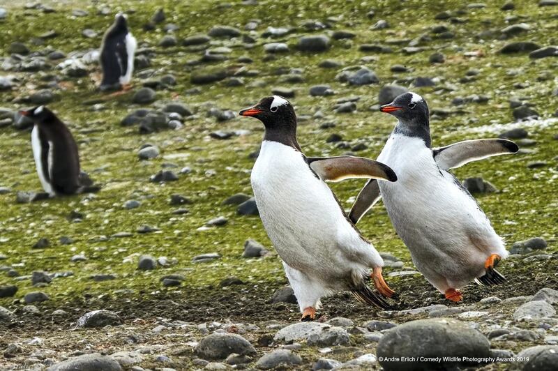 The Comedy Wildlife Photography Awards 2019
Andre Erlich
Paris
France
Phone: +33620288295
Email: aerlich@slb.com
Title: Pair ice skating...
Description: A pair of gentoo penguins on Neko Island in South Georgia is training for the pair ice skating at the next Winter Olympics
Animal: Gentoo penguin
Location of shot: Neko Island, South Georgia