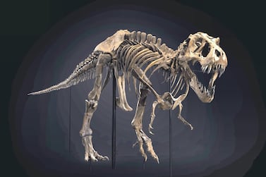 Stan, the Tyrannosaurus rex, was bought by an anonymous buyer over the phone. Courtesy Christie's