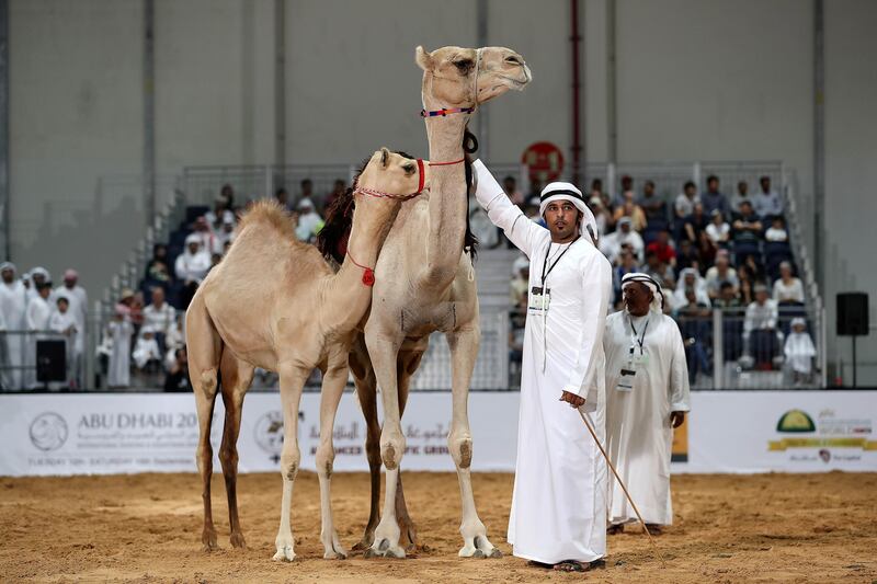 ABU DHABI , UNITED ARAB EMIRATES , SEP 15  ��� 2017 : Camel auction going on in the ADIHEX 2017 held at  Abu Dhabi National Exhibition Centre in Abu Dhabi. ( Pawan Singh / The National ) Story by Anna