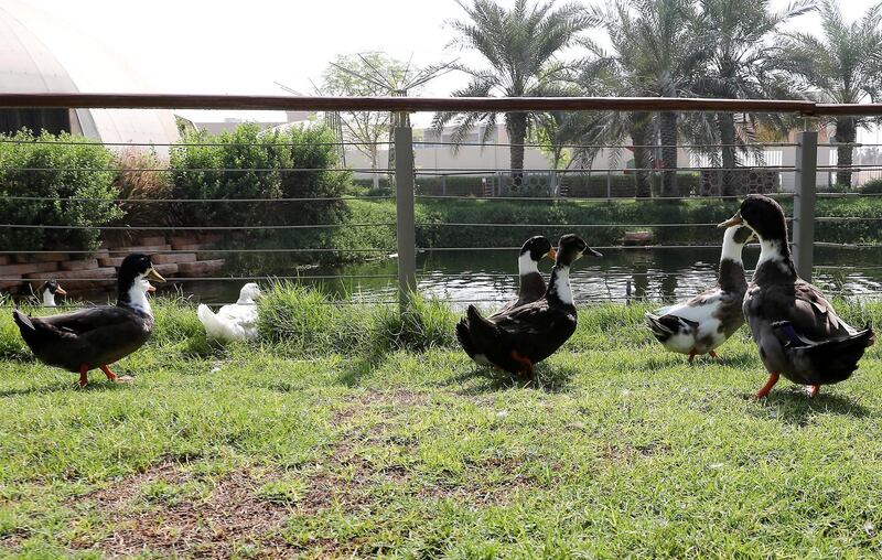 DUBAI, UNITED ARAB EMIRATES , October 5 – 2020 :-  Ducks at The Sustainable City in Dubai. (Pawan Singh / The National) For News/Online. Story by Kelly