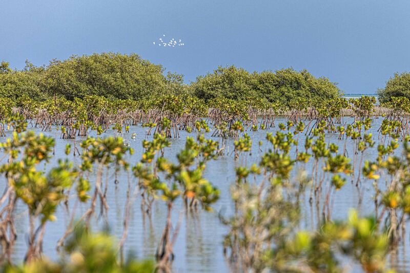 Not a cloud in the sky - only a flock of white birds.