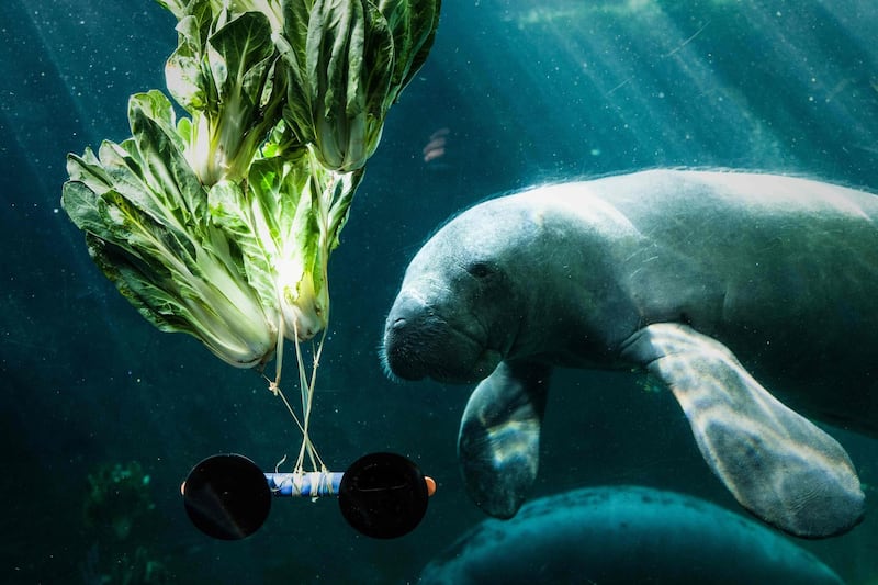 A manatee feeds on cabbage in the aquarium at the Vincennes zoological gardens. AFP