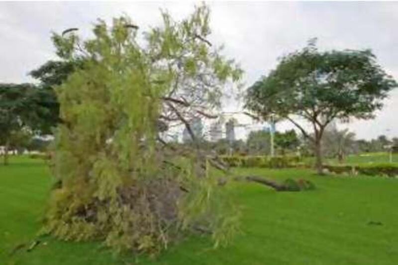 Dubai, 15th November 2008.  A tree was uprooted due to strong winds, outside Zabeel Park.  (Jeffrey E. Biteng / The National)  Editor's Note; At my back is the Zabeel Palace.