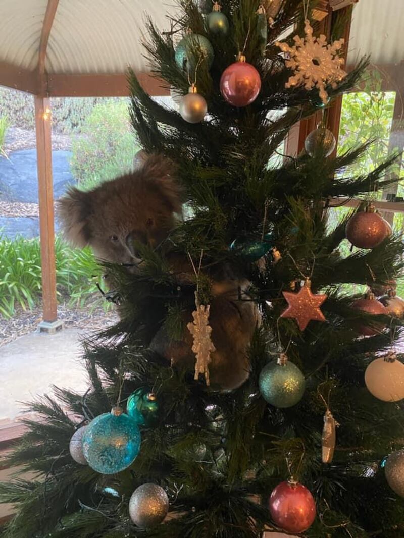 A family in Australia came home to find a young koala in their Christmas tree. Amanda McCormick / Facebook