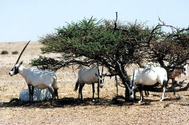 A picture taken in the Omani Arabian Oryx Sanctuary Mahmiyat al-Maha on June 30, 2007 shows the new generation of the Arabian oryx. AFP 