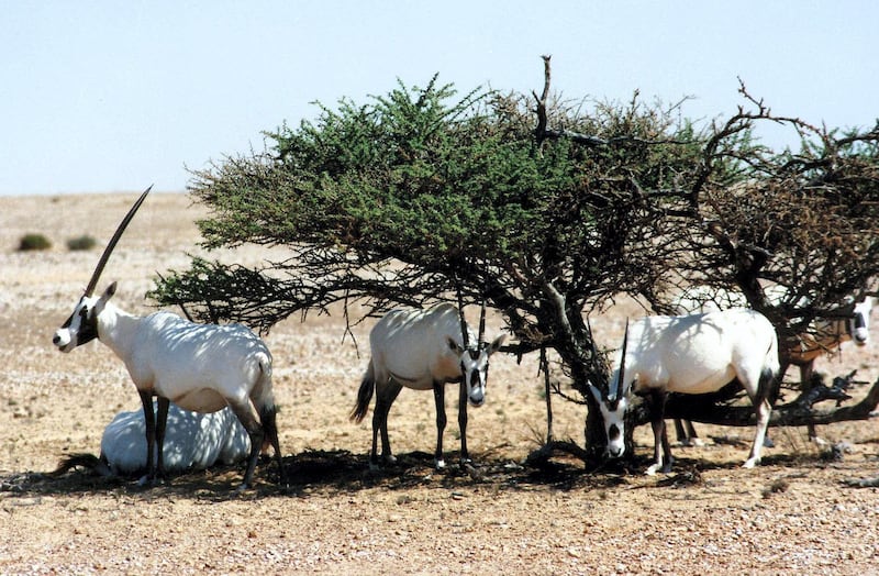 A picture taken in the Omani Arabian Oryx Sanctuary Mahmiyat al-Maha and dated 30 June 2007 shows one of the new generation of the Arabian Oryx, whose legendary beauty captivated the minds of Arab poets over 1,000 years ago. Twenty-two sites -- ranging from a Roman palace to a modernist university campus to the embattled Iraqi city of Samarra -- have been granted the coveted World Heritage status by UNESCO, the UN's culture organisation. UNESCO also took the unprecedented step of removing a site from its list, punishing the government of Oman for failing to protect the Arabian Oryx Sanctuary where the oryx population has dropped from several hundred to a few dozen in a decade and now faces extinction. AFP PHOTO/MOHAMMED MAHJOUB (Photo by MOHAMMED MAHJOUB / AFP)