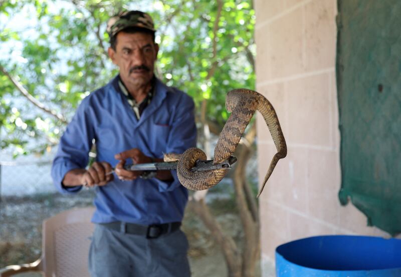 Yaseen holds a snake using a catcher stick. 