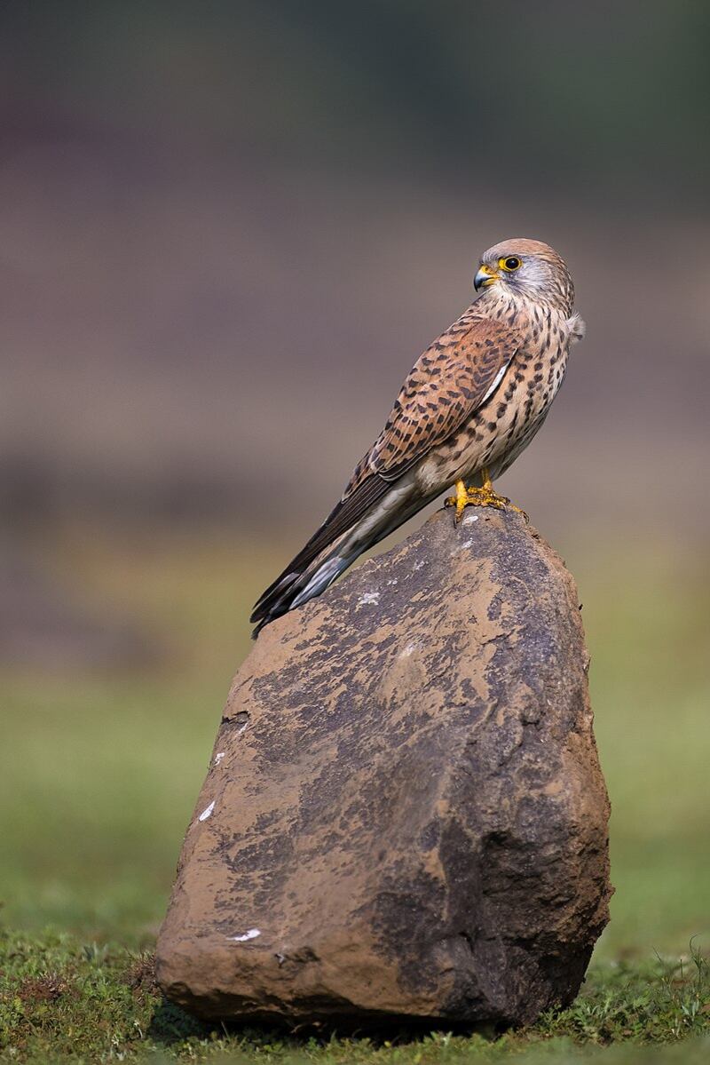 The lesser kestrel is a species of bird that can be found in the reserve, which is also home to many rare animals and plants. Photo: Wikicommons