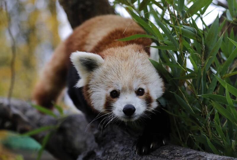 epa07995604 A red panda baby sits on a tree in Zagreb's Zoo, in Zagreb, Croatia, 14 November 2019. Two red panda babies, who were born this summer in the Zagreb Zoo, have received today their names Dudek (man) and Regica (female). The names were proposed by Croatian citizens via social media and chosen by Croatian Olympics sportists, brothers Sinkovic as contribution to this year's Red Panda's day.  EPA/ANTONIO BAT