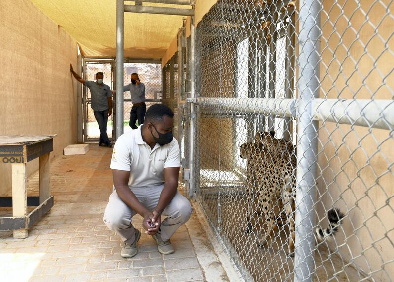 Abu Dhabi, United Arab Emirates - Nobody works alone in the dens, and everything is checked twice for safety reasons at Al Ain Zoo. Khushnum Bhandari for The National