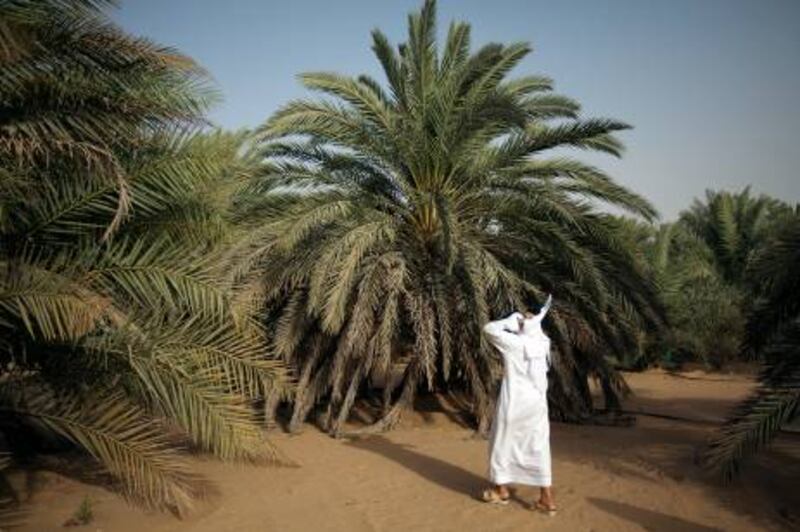 16/07/10 - Abu Dhabi, UAE -  Ahmed Al Murar walks through his farm in Liwa checking the dates he will enter in the Liwa Date Festival.  Al Murar has won in past at the Liwa Date Festival. (Andrew Henderson/The National)