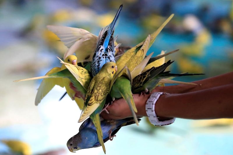 Budgies feed on seeds from a local visitor’s hands at Ocean Park in Metro Manila, Philippines. Romeo Ranoco / Reuters