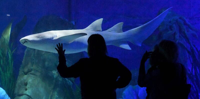 A shark at Melbourne Sea Life aquarium. Getty Images