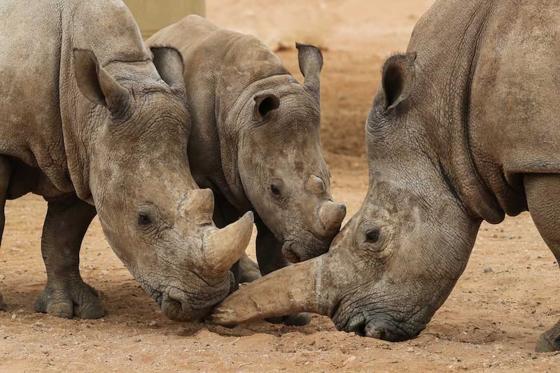 The eight-month-old rhino will be trained to integrate with other animals at Al Ain Zoo.