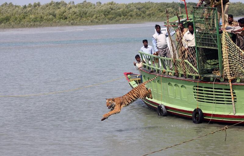 Forest workers release a tigress into the Sundarikati river, the Sundarbans, Bangladesh, after being rescued from stoning by villagers. Deshakalyan Chowdhury / AFP.