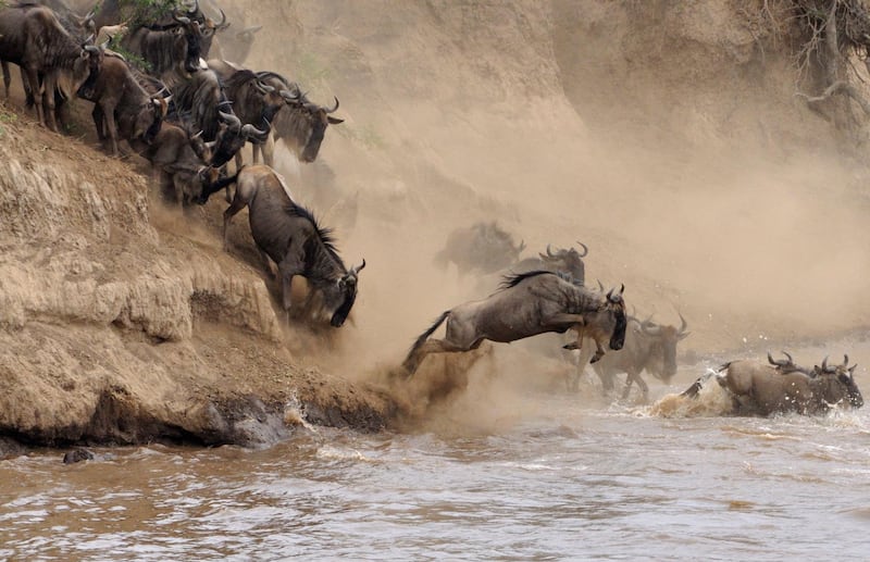 Annual migration in Kenya. Getty Images