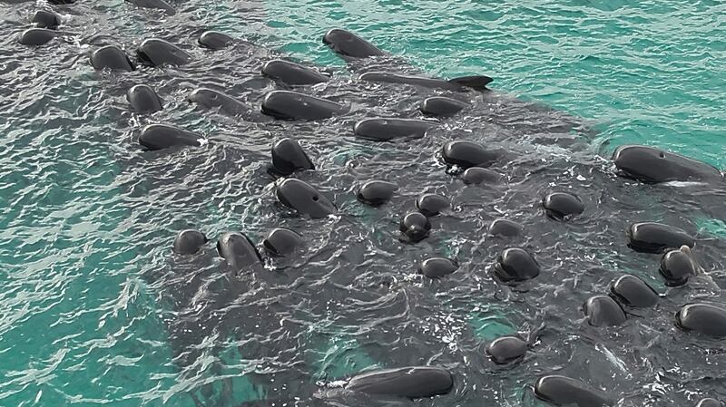 Scores of pilot whales stranded themselves on a beach in Western Australia. AFP
