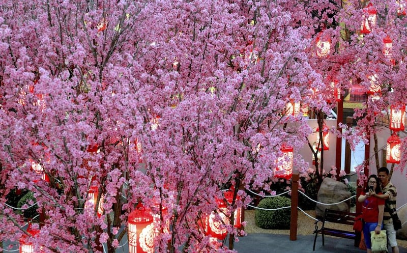 A couple takes pictures in front of blossoming Chinese plum trees in Kuala Lumpur, Malaysia, on January 28, 2014. The Lunar New Year begins on January 31, marking the start of the Year of the Horse, according to the Chinese zodiac. Daniel Chan / AP photo