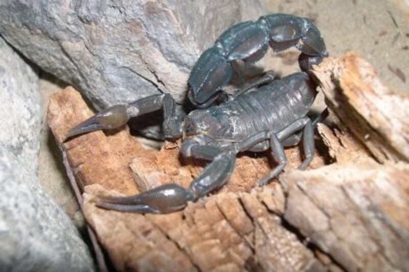provided photo of the snake is the fat-tailed scorpion, or androctonus crassicauda for the summer series on desert creatures photo is courtesy Dr Drew Gardner Natural Science and Public Health Zayed University  Story by Erin Conroy?