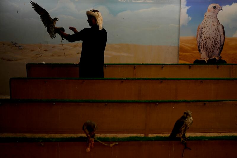 A worker feeds a falcon at a shop in Doha, Qatar. AP