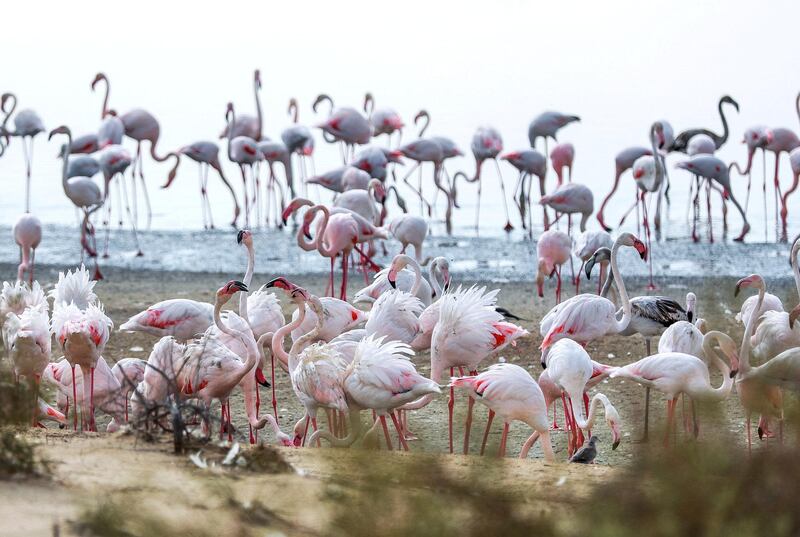 Abu Dhabi, U.A.E., November 13, 2018.  
Etihad Airways and Environment Agency-Abi Dhabi launch the Abu Dhabi Birdathon to commemorate the Year of Zayed at the Al Wathba Wetland Reserve, Abu Dhabi.
Victor Besa / The National
Section:  NA
Reporter:  Haneen Dajani