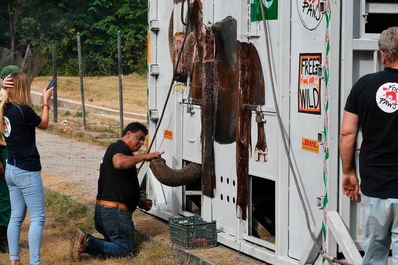 Amir Khalil, a veterinarian and director of the project development for Four Paws International, feeds Kaavan, Pakistan's only Asian elephant, in a crate prior to transport it to a sanctuary in Cambodia, at the Marghazar Zoo in Islamabad. AFP