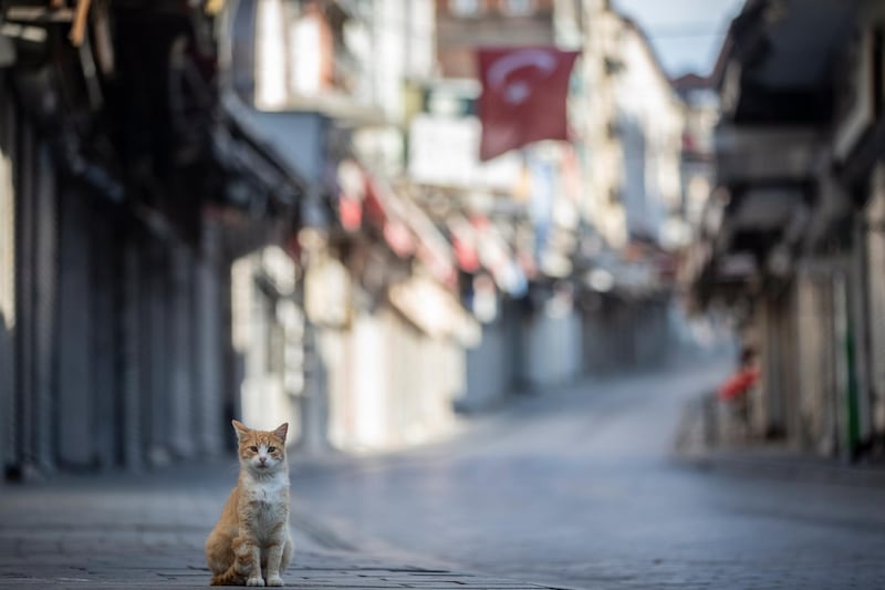 A cat stands at Istanbul's old bazaar Tahtakale during curfew in Istanbul, Turkey.  EPA
