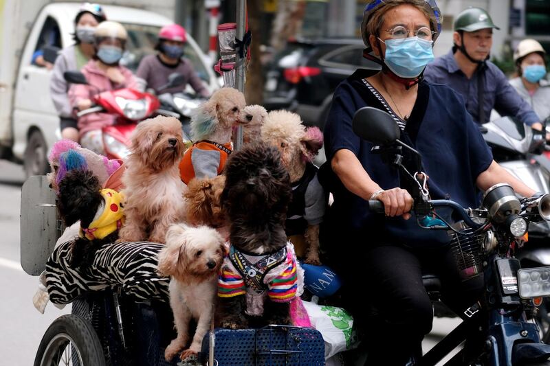 A woman rides a bike loaded with dogs in a street in Hanoi, Vietnam. EPA