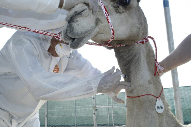 Dr Ulrich Wernery, the scientific director of the Central Veterinary Research Laboratory (CVRL), injecting brucellosis into the trachea (windpipe) of a camel. This is so the animal becomes infected with brucellosis, which in turn allows the CVRL to analyse how reliable various tests for brucellosis are. Courtesy of the CVRL.