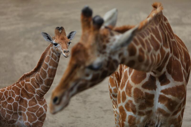 A view of a giraffe born in the Chapultepec Zoo, in Mexico City, Mexico. EPA