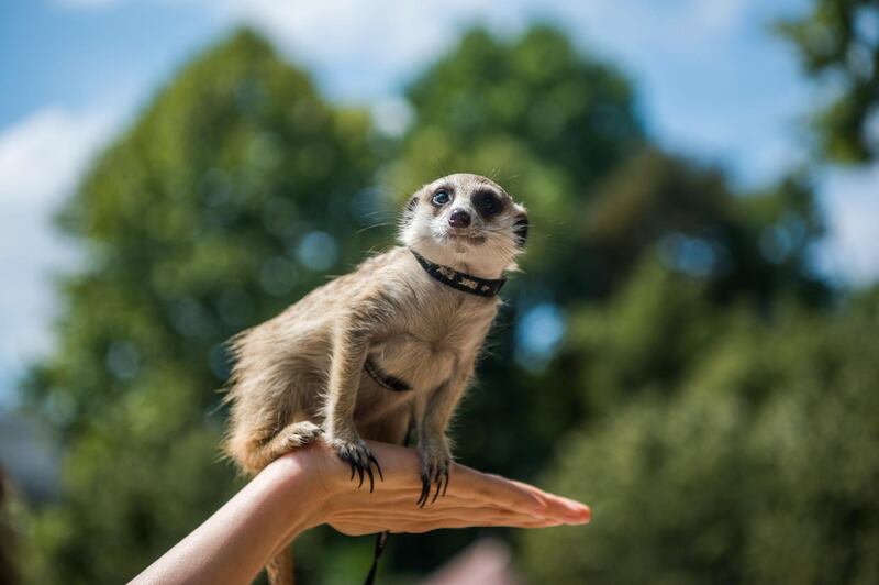 A meerkat sits on a column during the presentation of the most popular pets of the Budapest Zoo and Botanical Garden.  EPA