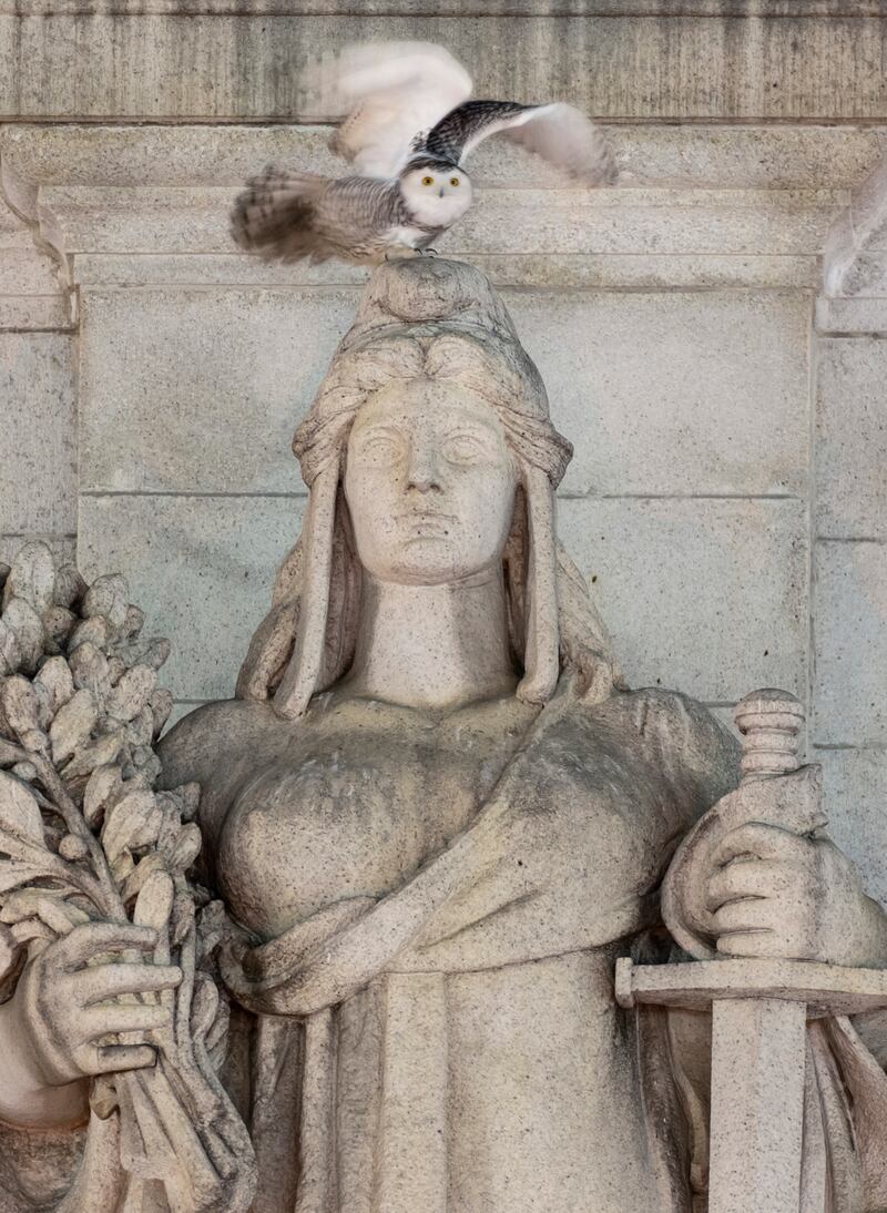 A rare snowy owl takes flight from its perch atop the Louis St Gaudens's allegorical Themis statue, representing freedom and justice, on the parapet above the entrance of Union Station in Washington, the US capital city. AP