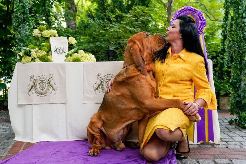 Elvira could face off with Trumpet, a bloodhound, at next year's Westminster Kennel Club Dog Show. AP