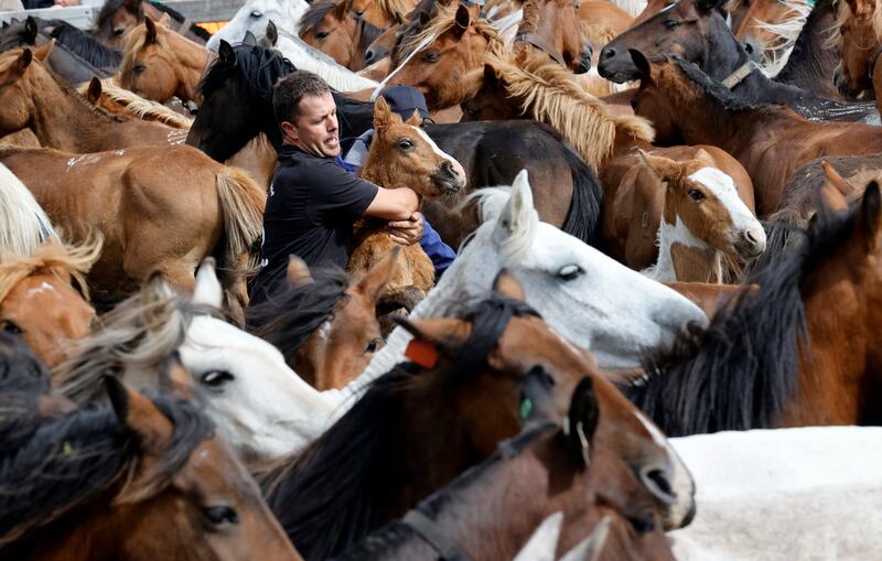 A man tries to handle horses during the Rapa Das Bestas festival in Cedeira, A Coruna, Spain. EPA