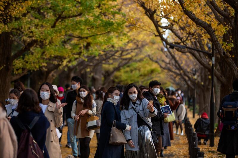 People wearing protective masks to help curb the spread of the coronavirus walk through the row of ginkgo trees along a sidewalk as the trees and sidewalk are covered with the bright yellow leaves. AP Photo