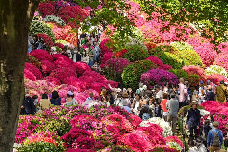 Azalea in full bloom attract visitors at the Nezu Shrine garden in Tokyo, Japan, where temperatures reached 23.4°C, 3.4°C higher than usual. EPA